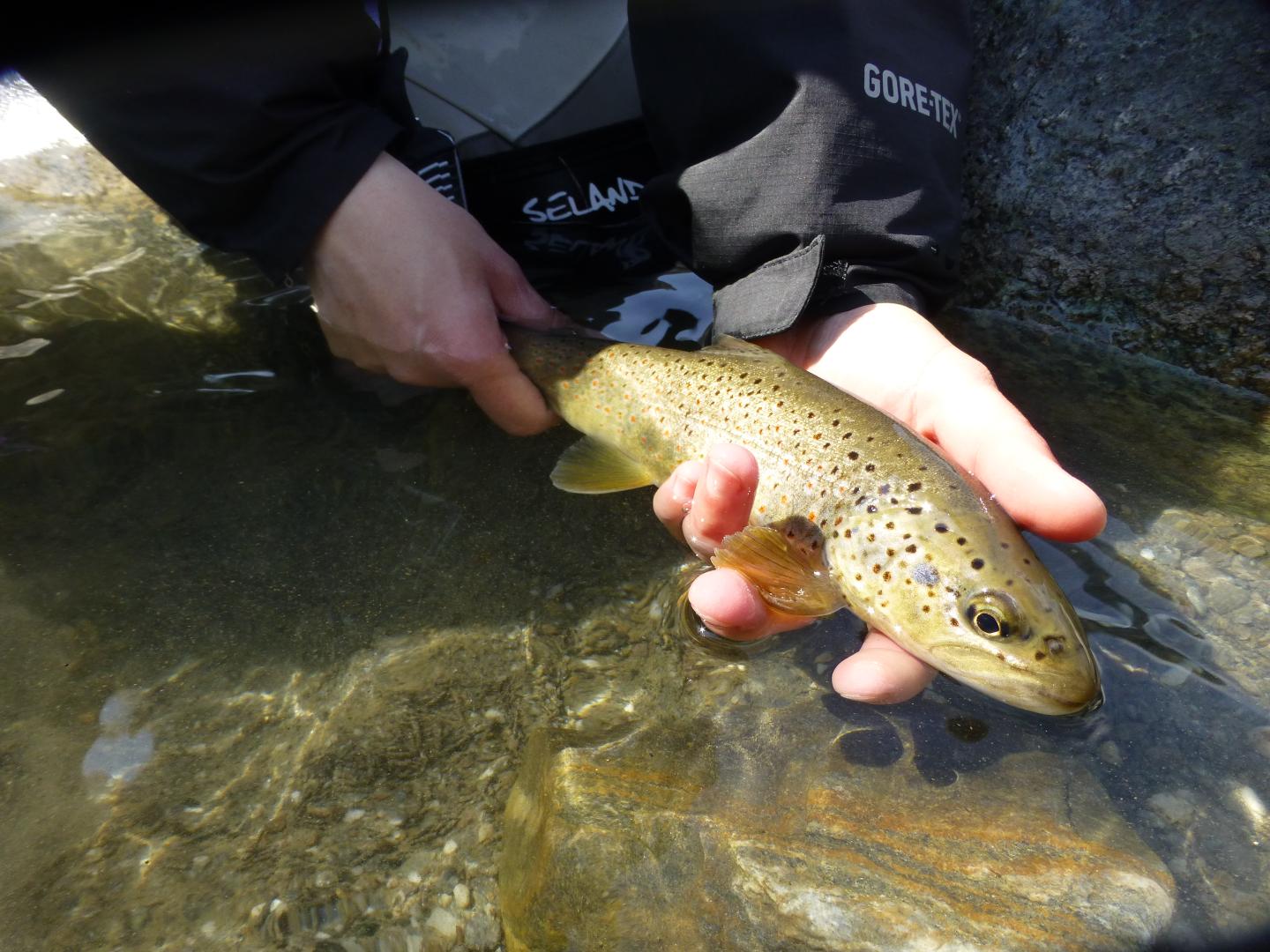 peche