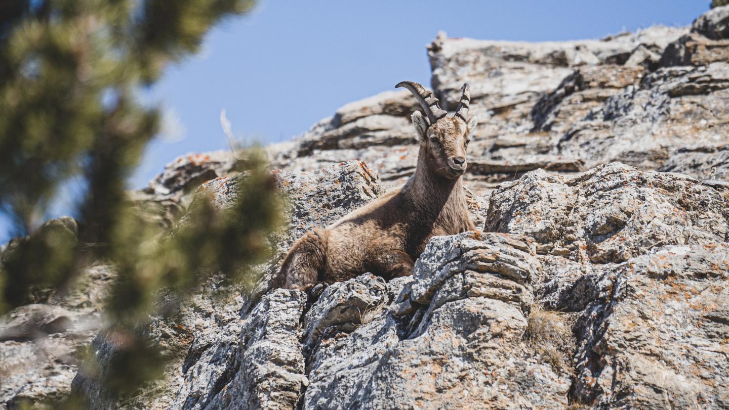 Chamois