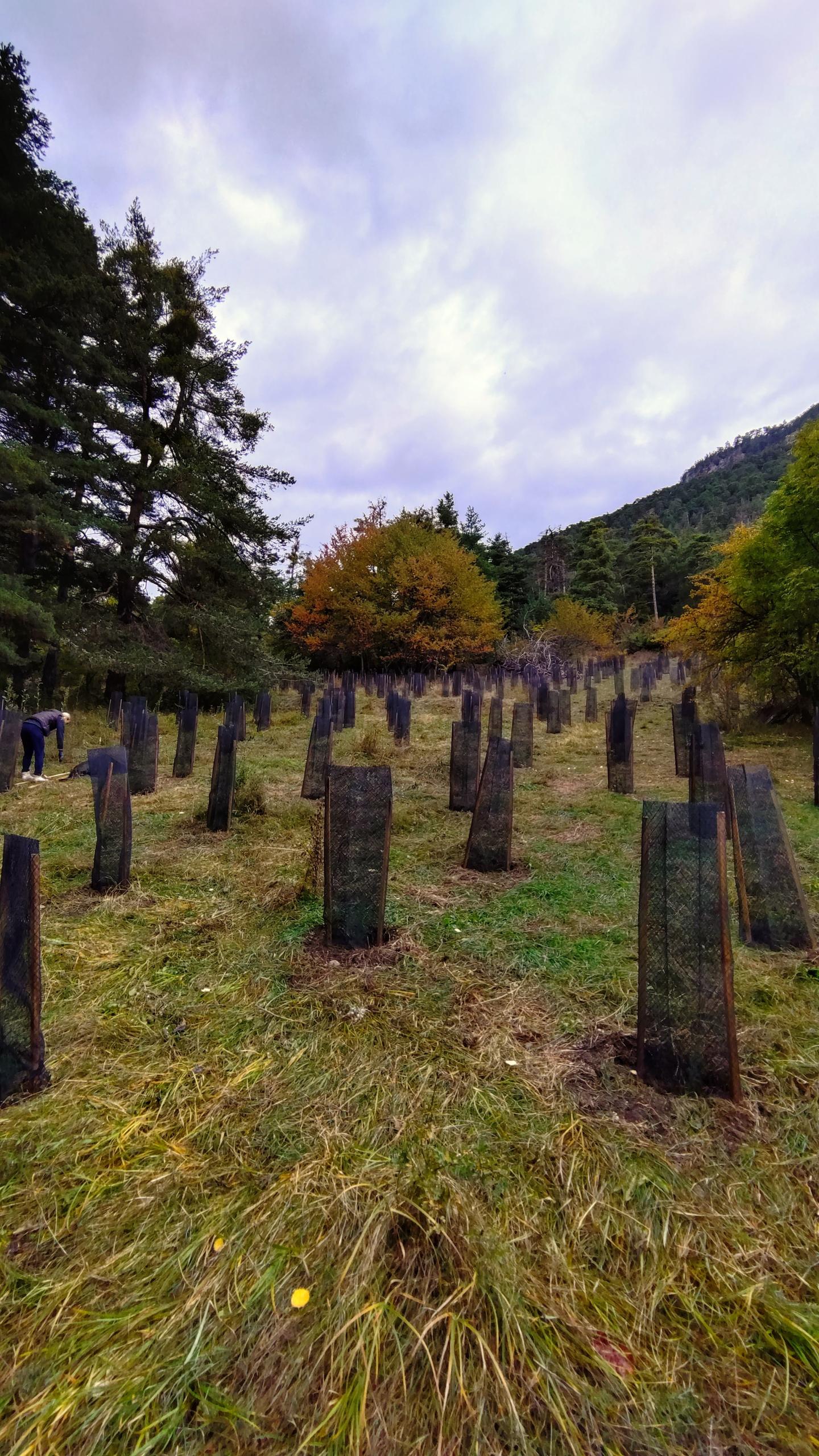 Protection des arbres