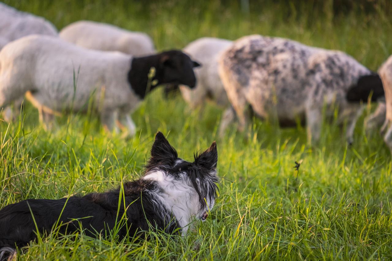 chien-de-protection