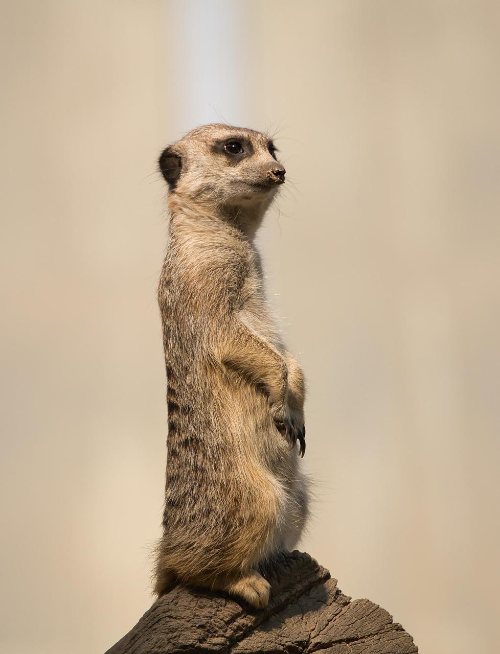 suricate