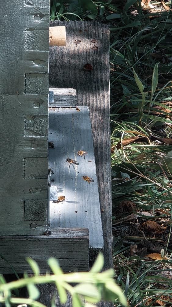 Du miel et des abeilles ADN Serre Che