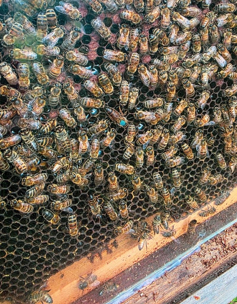 La reine - Serre Chevlier - projet du miel et des abeilles