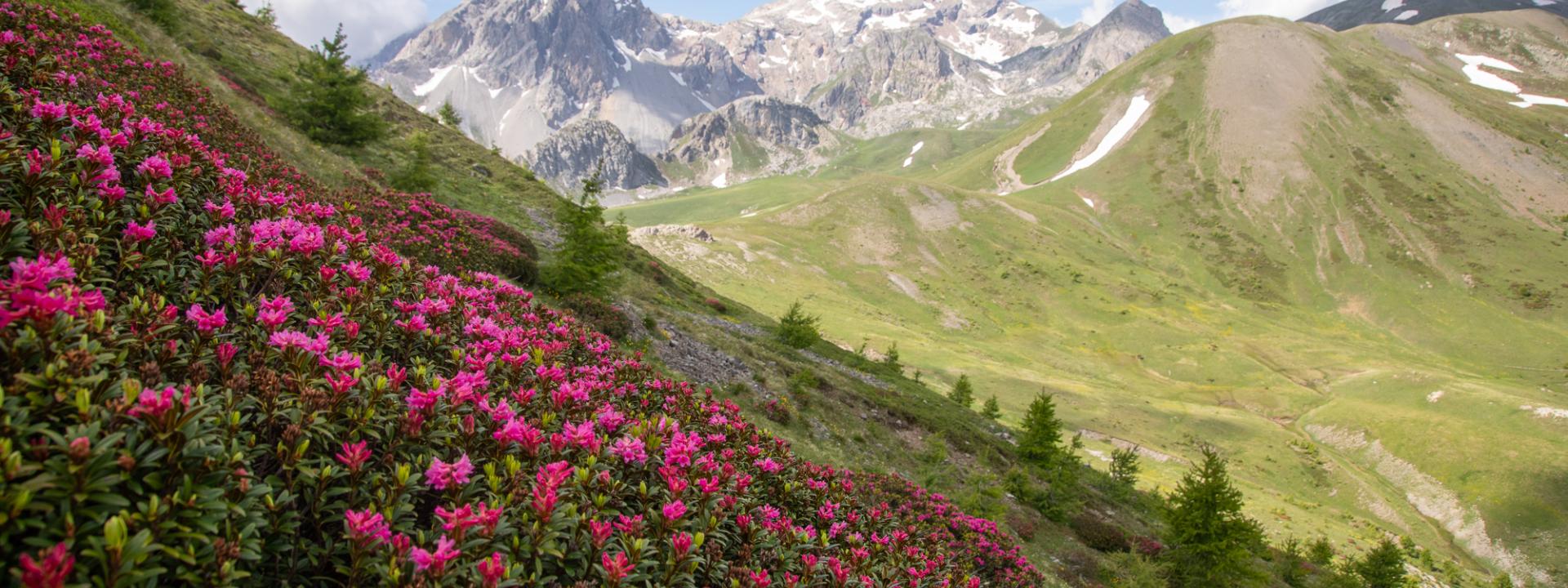 Domaine d'altitude été Serre Chevalier