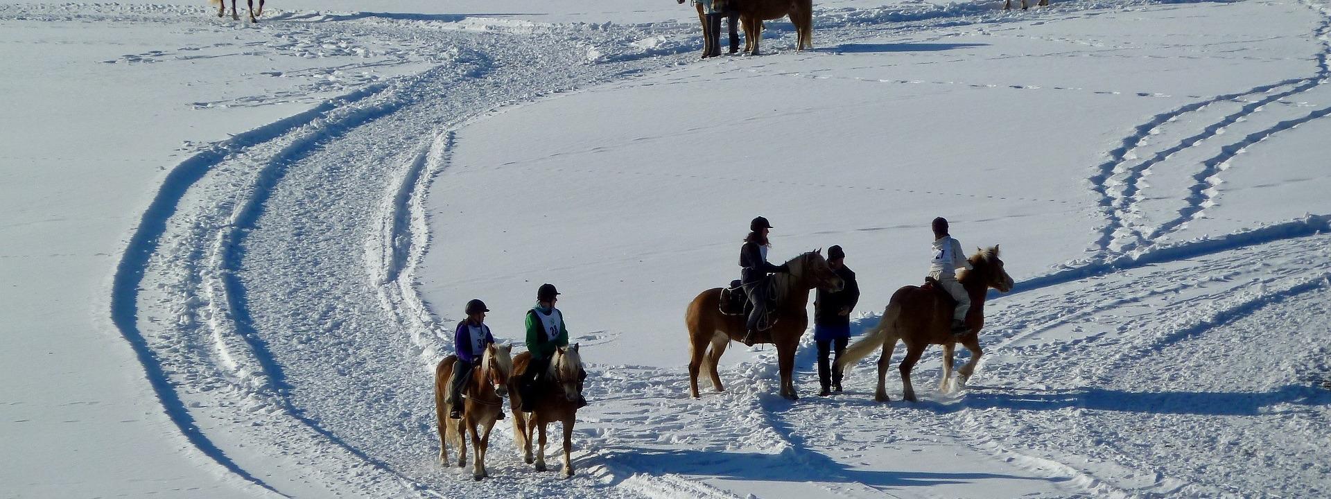 chevaux-neige