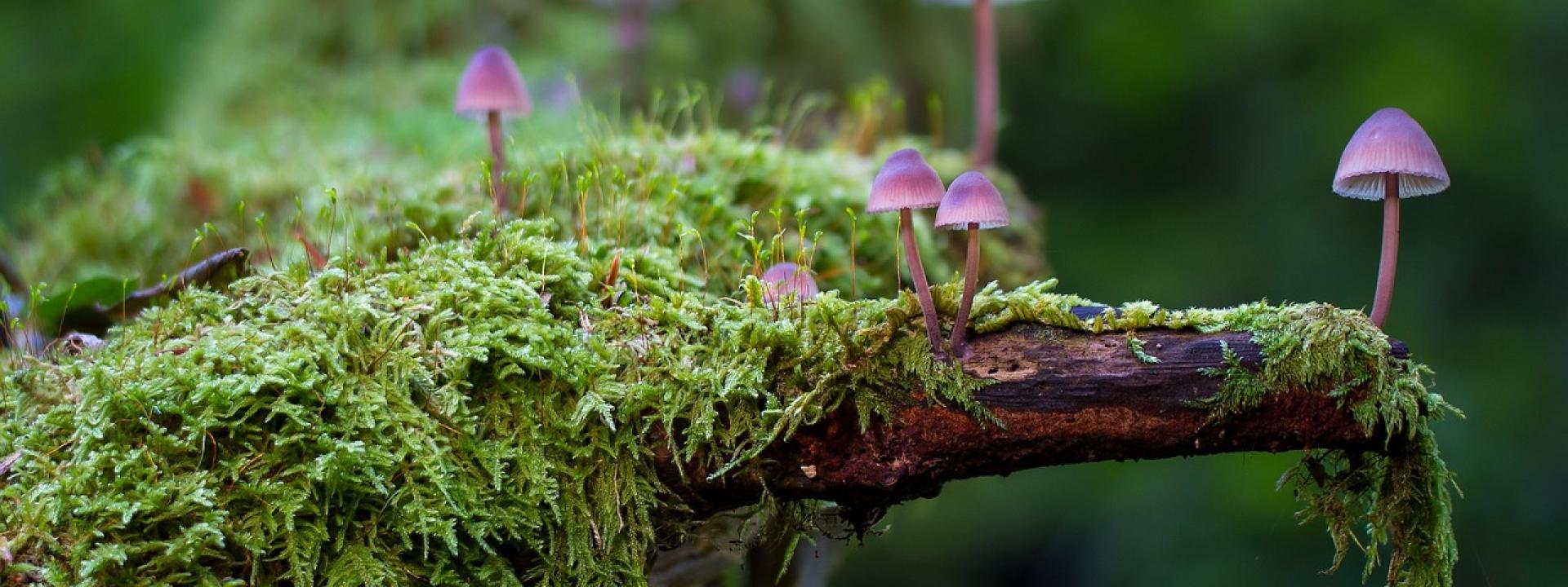 champignons