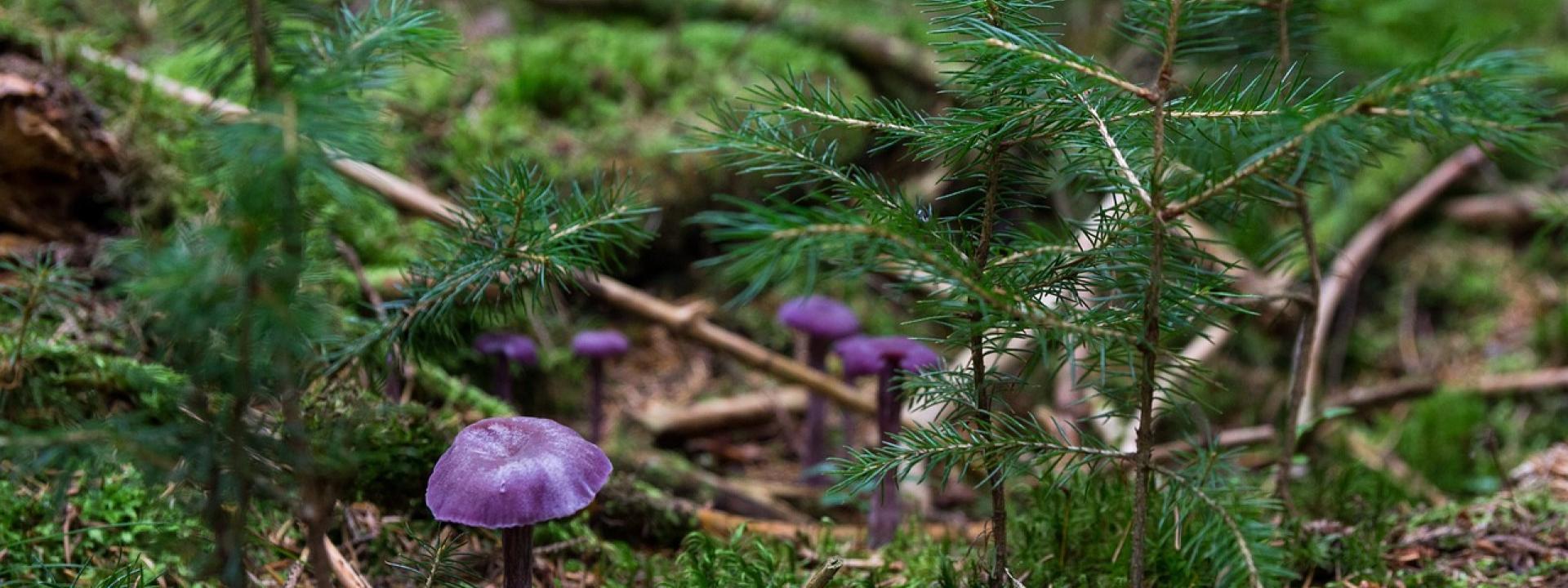 champignons
