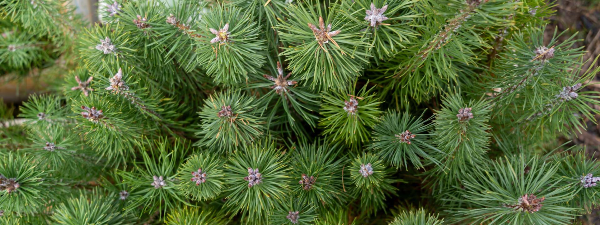 ADN SERRE CHE PLANTATION ARBRES 