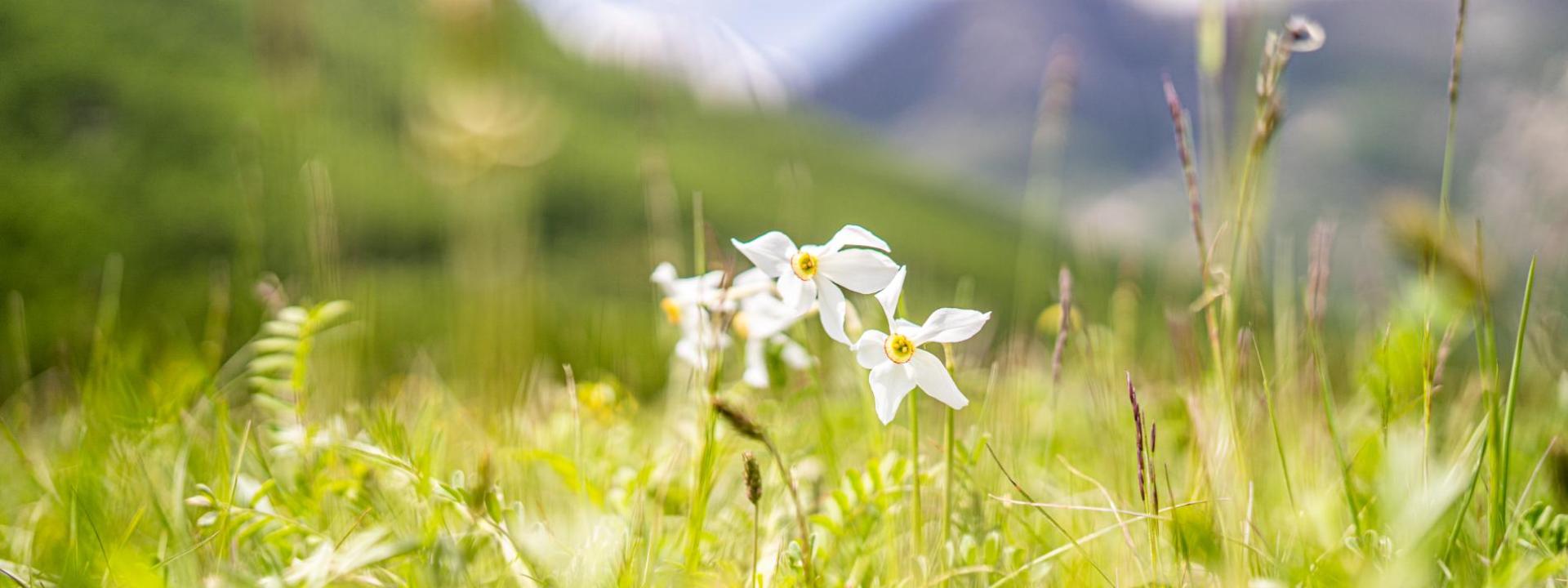 CASSET PRINTEMPS - SERRE CHEVALIER BRIANCON - 10