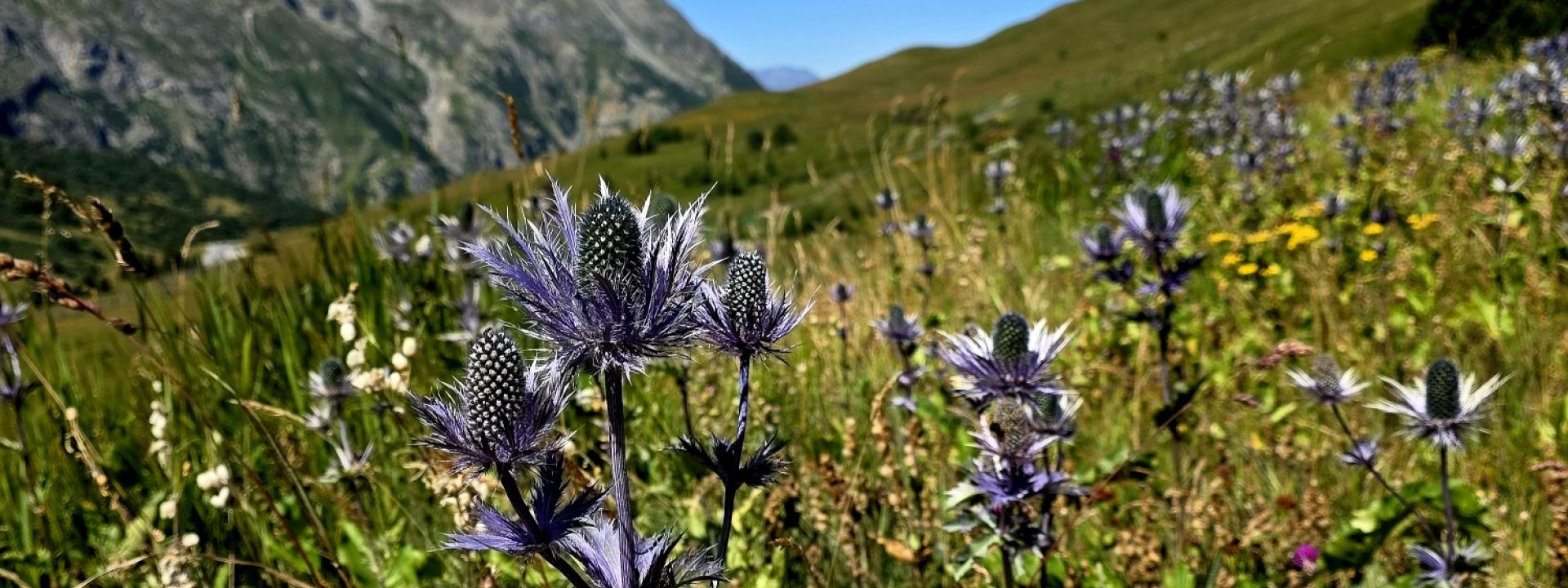 Jardin Lautaret et reines des alpes