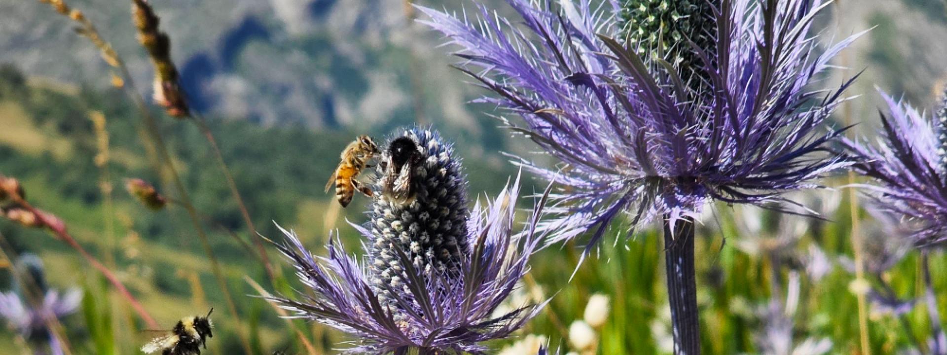 Abeilles et chardons Serre Chevalier