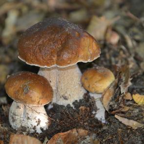champignons