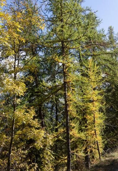 AUTOMNE - SERRE CHEVALIER BRIANCON - 30A7C06614