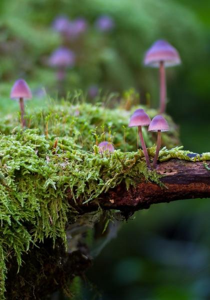 champignons