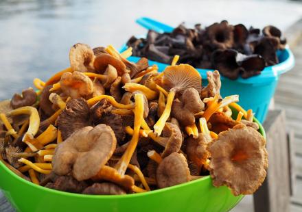 champignons