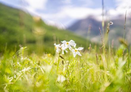 CASSET PRINTEMPS - SERRE CHEVALIER BRIANCON - 10