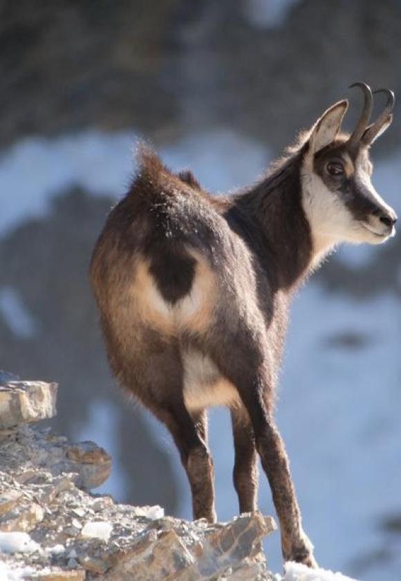 Bureau des Guides et Accompagnateurs de Briançon - Randonnée Chamois (631364)