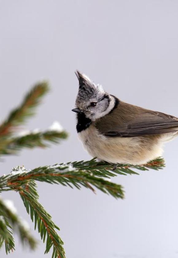 Sortie naturaliste avec accomagnatrice en montagne_Briançon