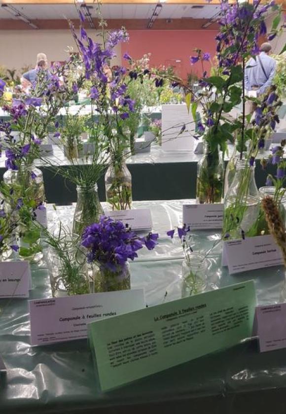 Les journées botaniques de Serre Chevalier Nature_La Salle-les-Alpes