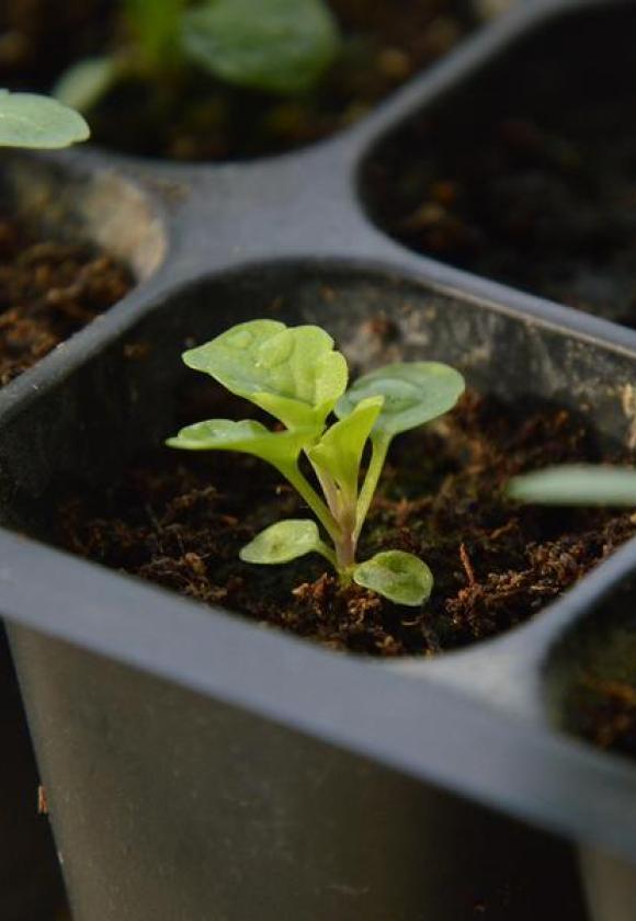 Atelier multiplication de plantes_Le Monêtier-les-Bains