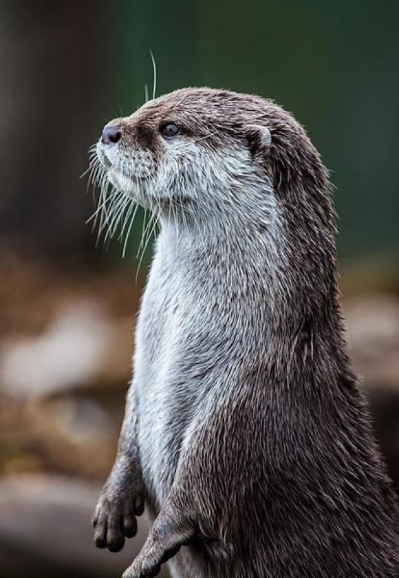 Le retour de la loutre et du castor dans les Hautes-Alpes_Le Monêtier-les-Bains