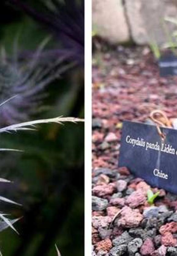 Visites guidées du jardin du Lautaret_Le Monêtier-les-Bains