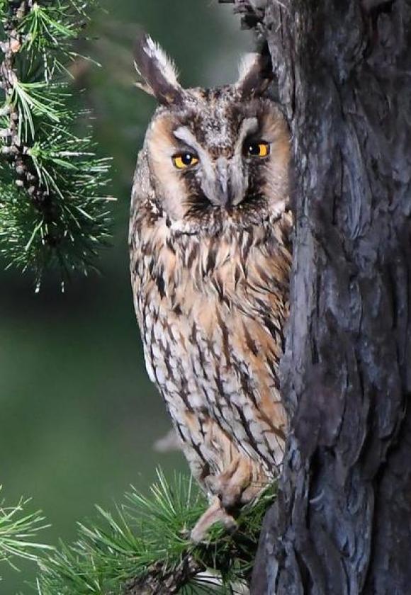 Les conférences du Musée : "Les oiseaux de la Guisane, faune méconnue de notre belle valllée"_Le Monêtier-les-Bains