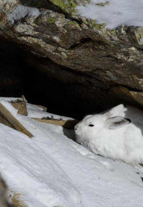 Diaporama suivi d’un échange avec un garde_Le Monêtier-les-Bains