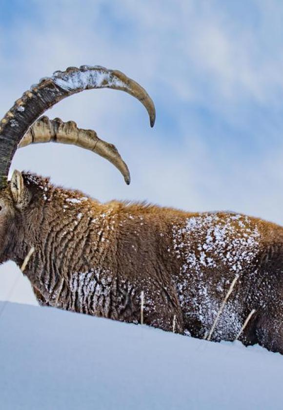 Les projections du Parc national des Ecrins_Le Monêtier-les-Bains