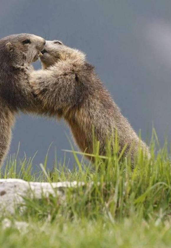 Les marmottes du grand rocher