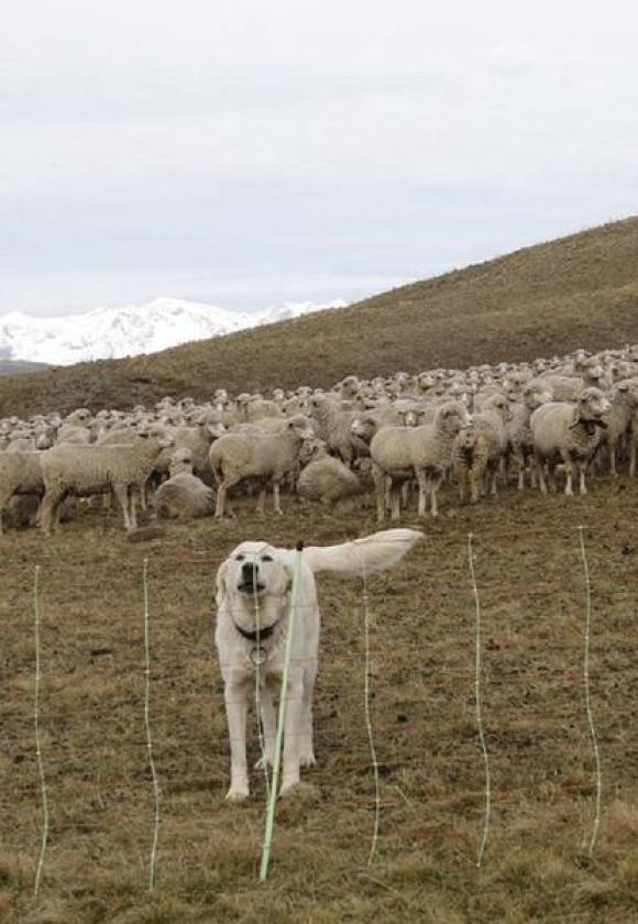 chiens de protection des troupeaux