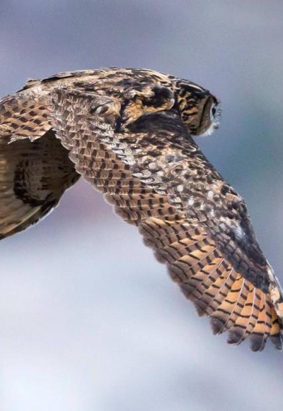 hibou grand duc