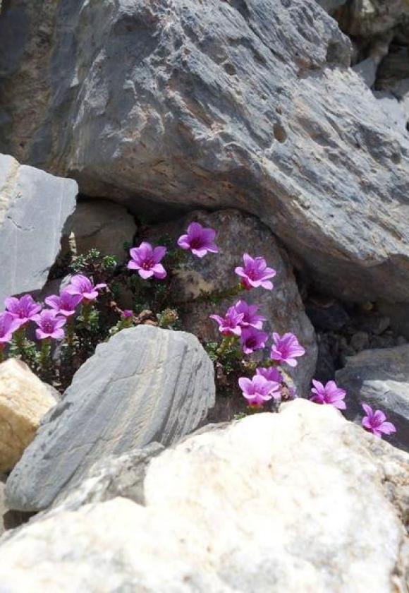 saxifrage à feuilles opposées