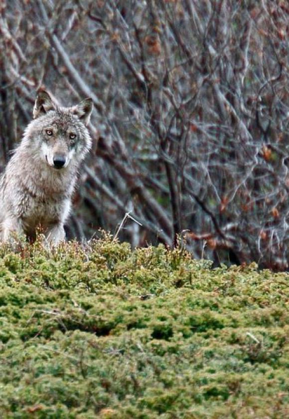 Ciné Lautaret : "Vivre avec les loups"_Le Monêtier-les-Bains
