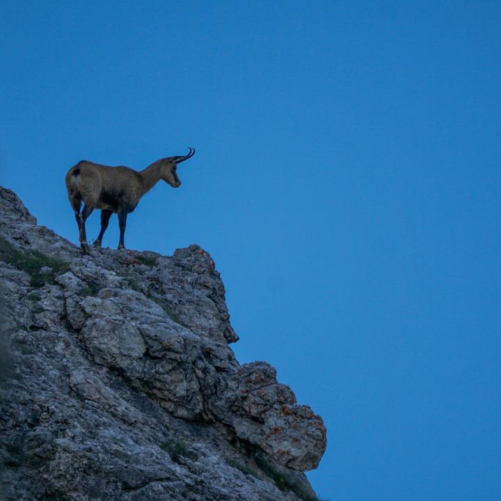 chamois