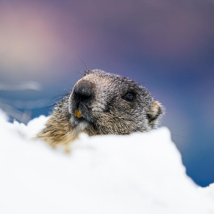 marmotte