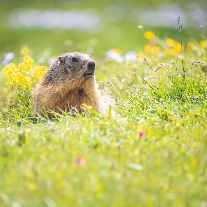 ©ThibautBlais-marmotte