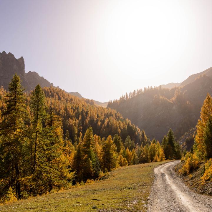 automne-chemin