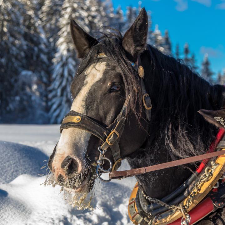 cheval-neige