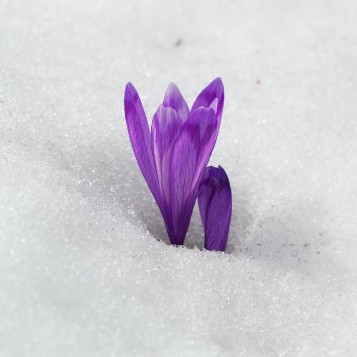 crocus-violet