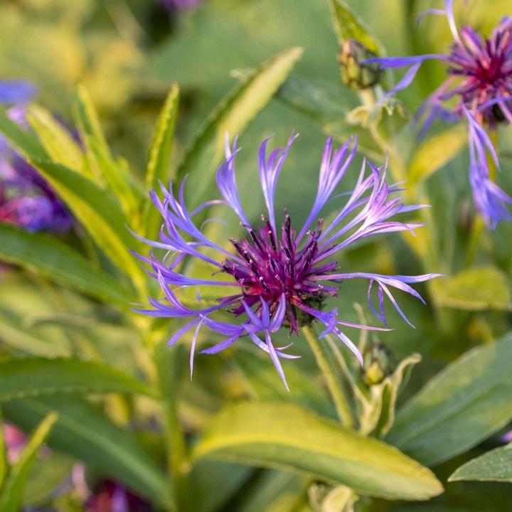 fleurs-montagne