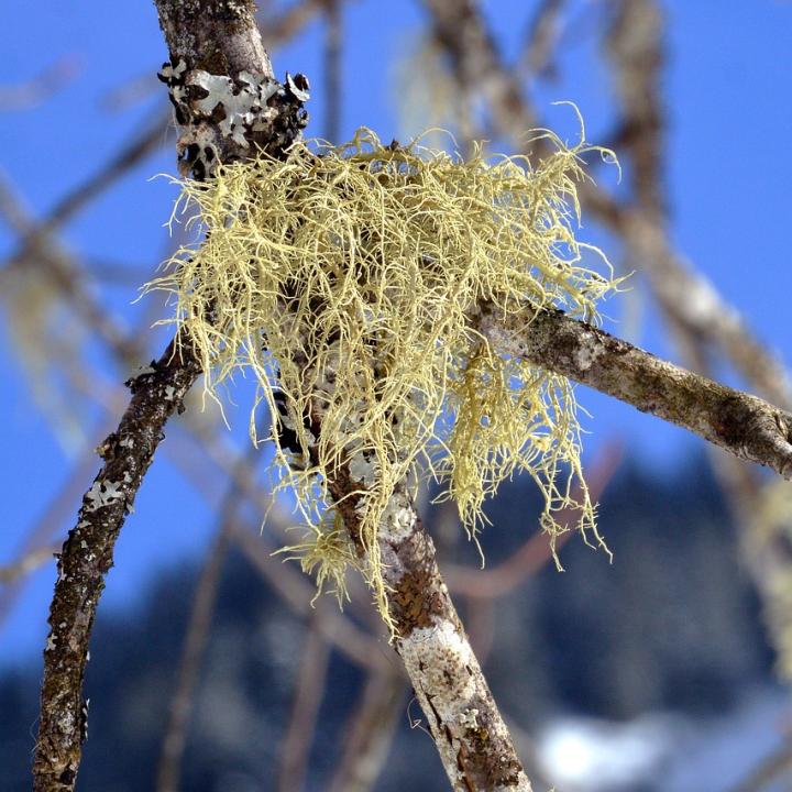 lichen
