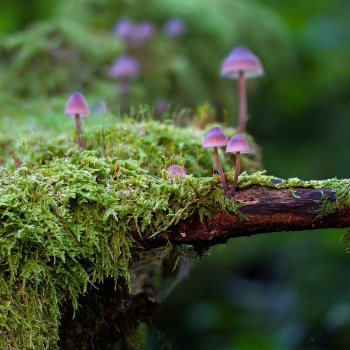 champignons