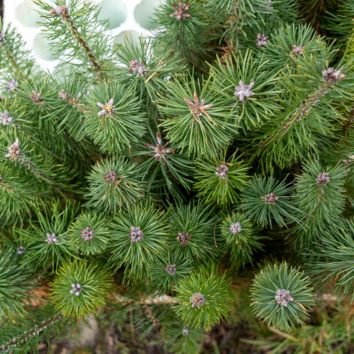 ADN SERRE CHE PLANTATION ARBRES 