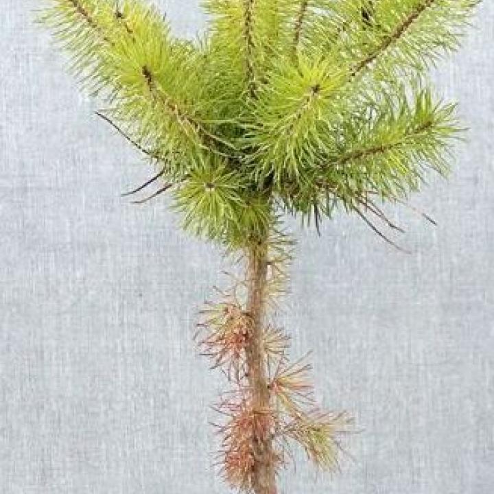Jeune pousse pin Sylvestre