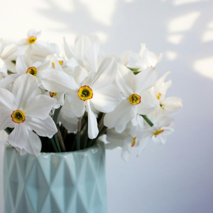 narcisses-printemps