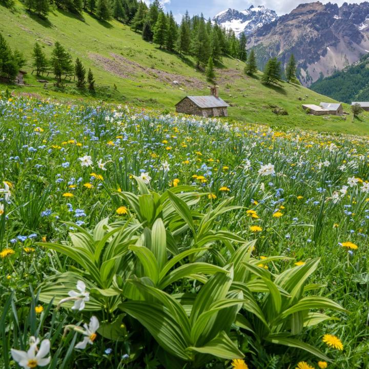 PAYSAGES PRINTEMPS FLEURS - SERRE CHEVALIER BRIANCON - 2<>