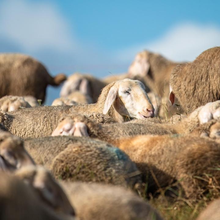 moutons