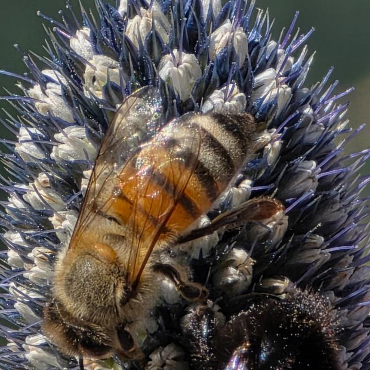Jardin du Lautaret Abeille