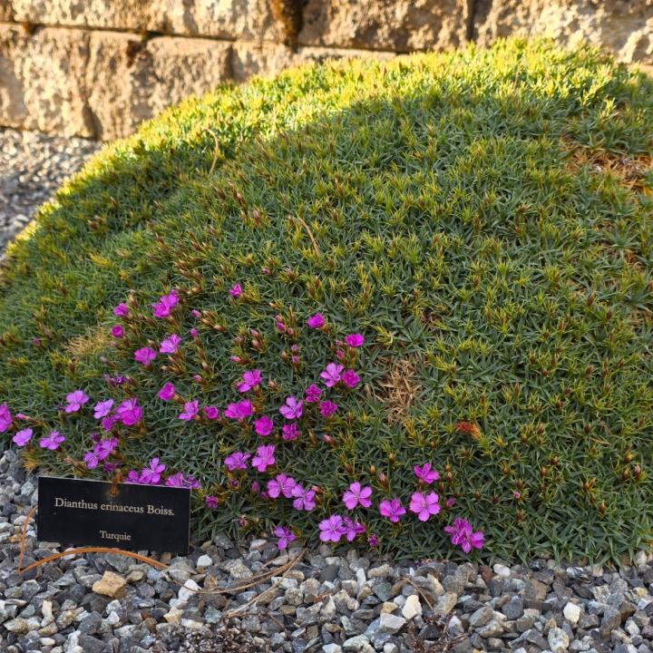 Jardin du Lautaret
